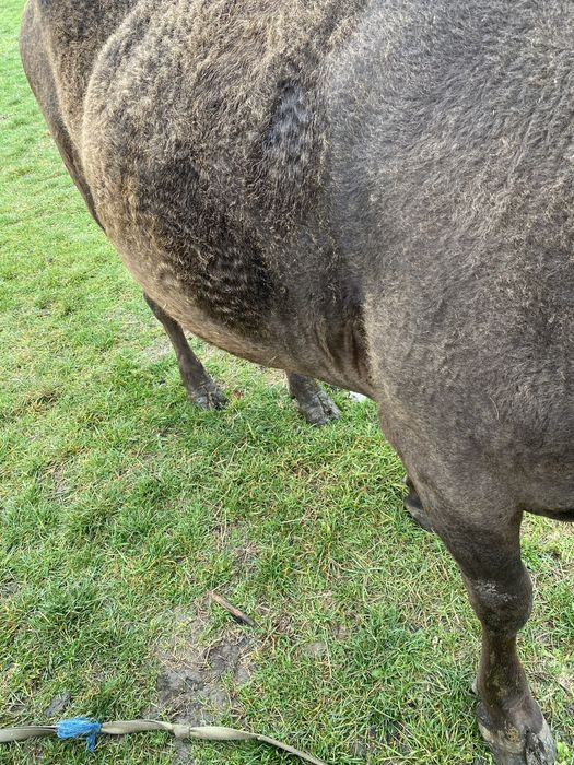 Vand vaca gestanta de tinut nu de abatorizare