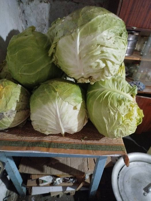 Продам капусту домашню́ю