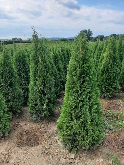 Vând și livrez plante magnolie, trandafiri, Tuia, Platan, mesteacăn