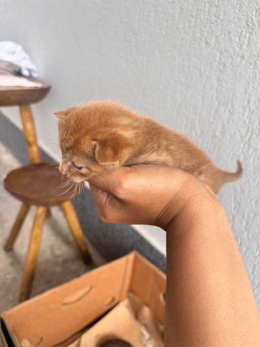 Pisici pentru adopție GRATIS
