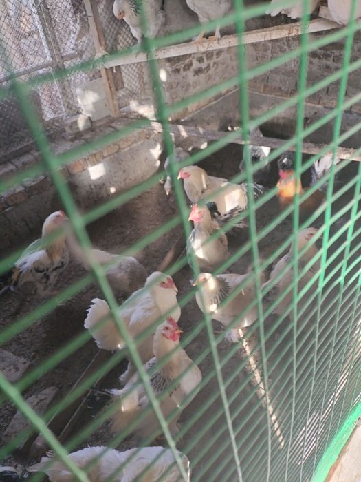 Brama tovuq va xo'rozlar sotiladi tozza brama