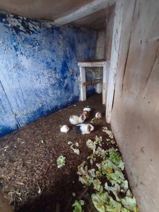 Porcușori de guineea