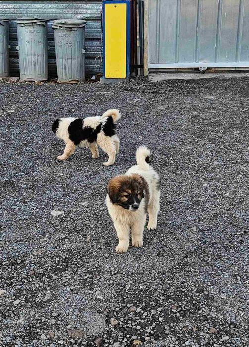 Търсим си стопани.