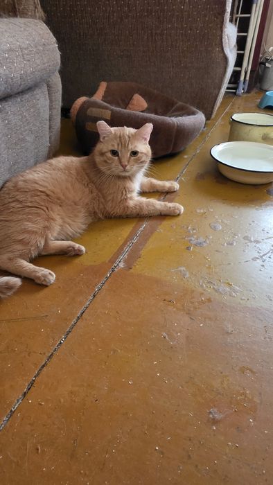 Рыжий красавец в поиске своего Человека