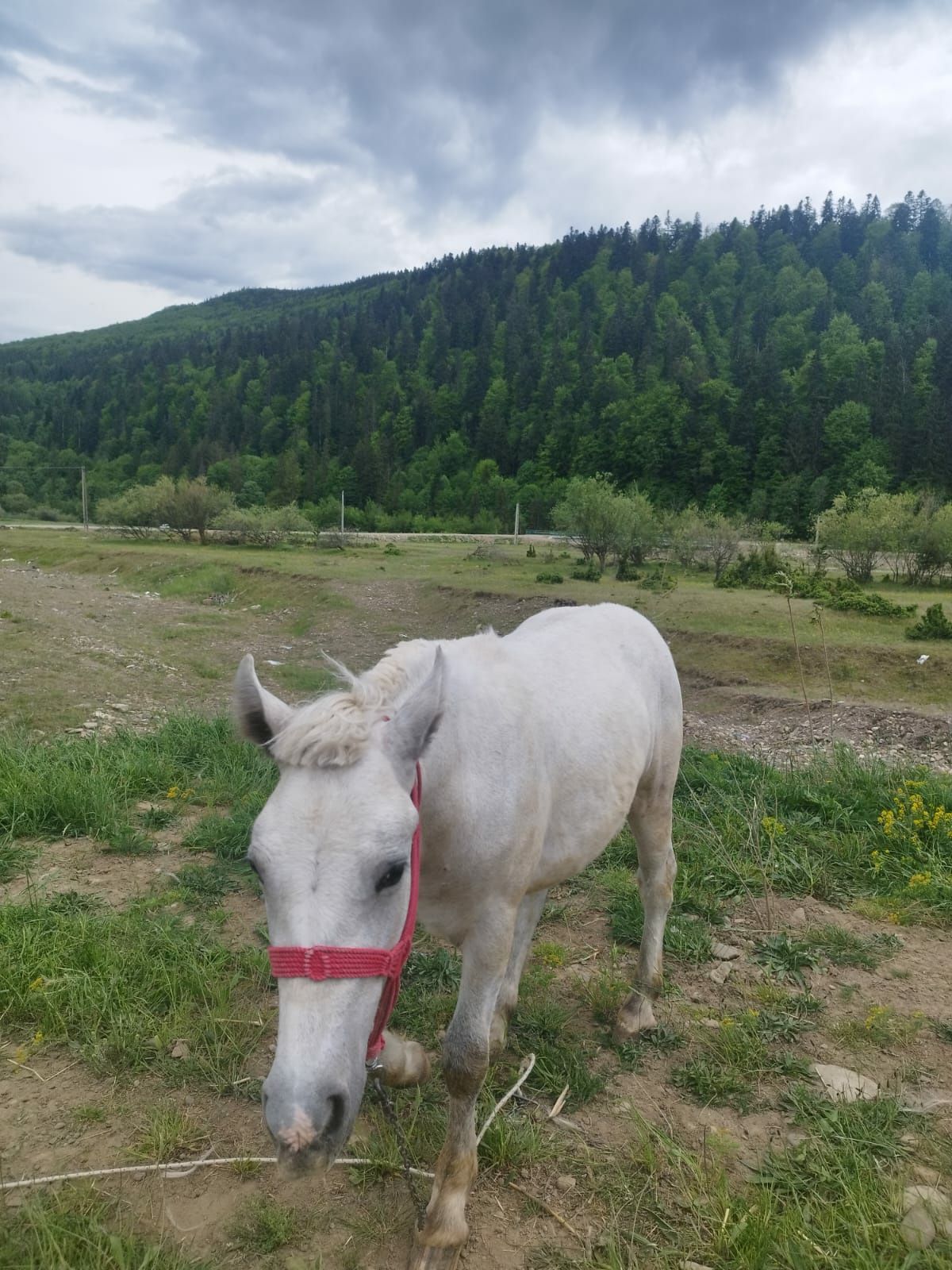 Mânz de vânzare preț negociabil