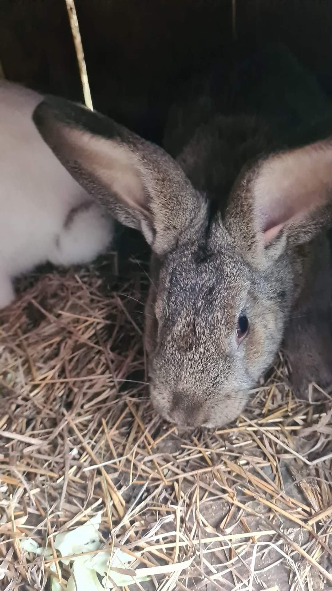 Iepuri rasa California, varsta ideala pt reproducere