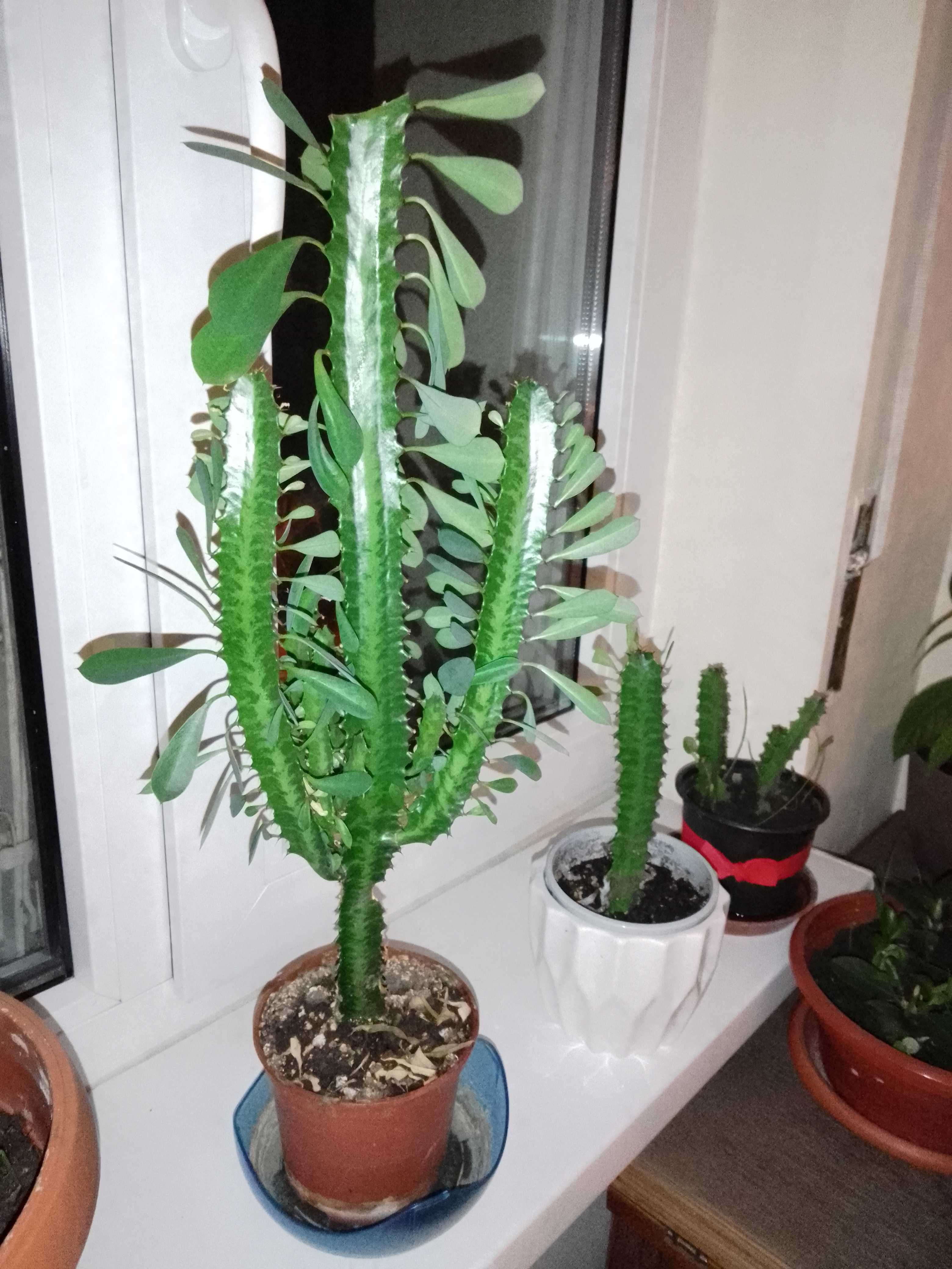 plante pentru locuinta