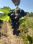 Struguri de vin Vrancea!!