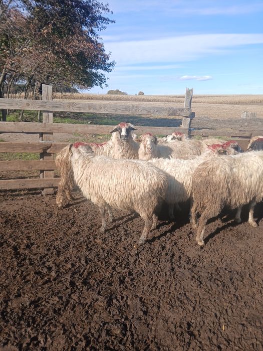 Vînd  10 oi grase și bune la gura