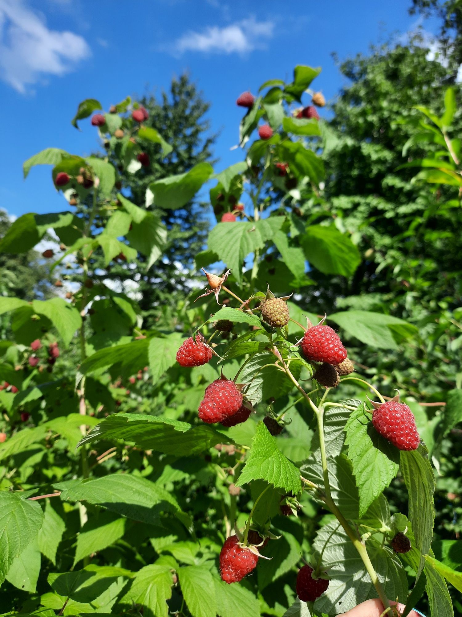 Zmeură dulce și aromată