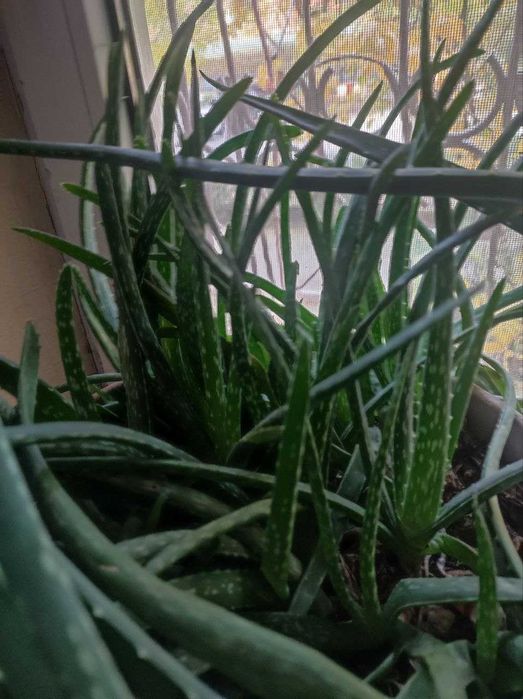 Алоэ Вера ростки