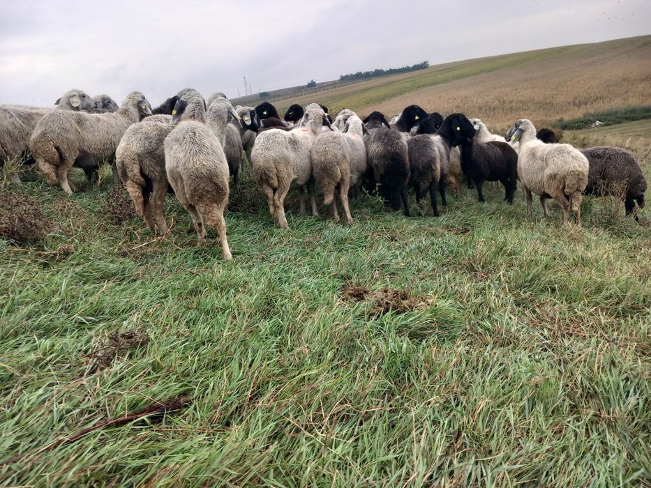 Vând oi karakul de BT