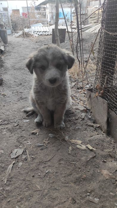 Отдам щенка в добрые руки