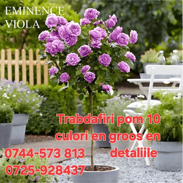 Livram>ROP:Nuci.Aluni.Prun.Cires.Brad.Molid.Paulownia.Afin.Castan.Tei.