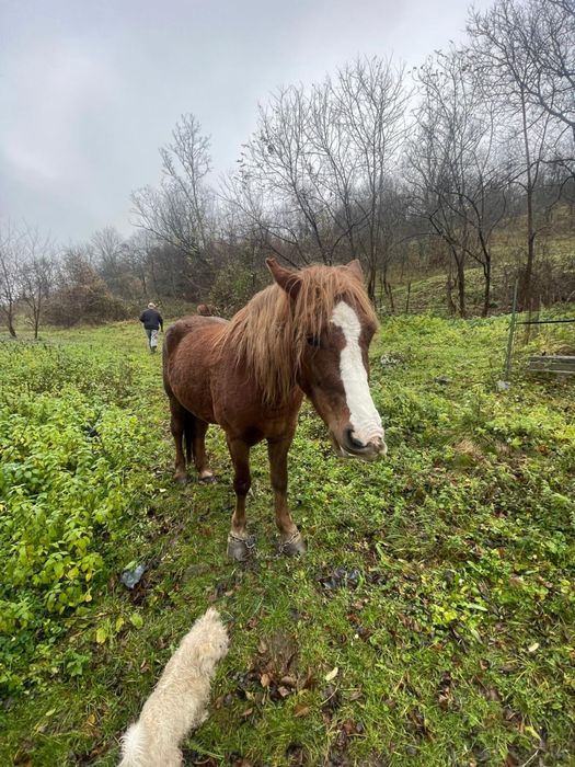 Manza de vnzare de 3 ani