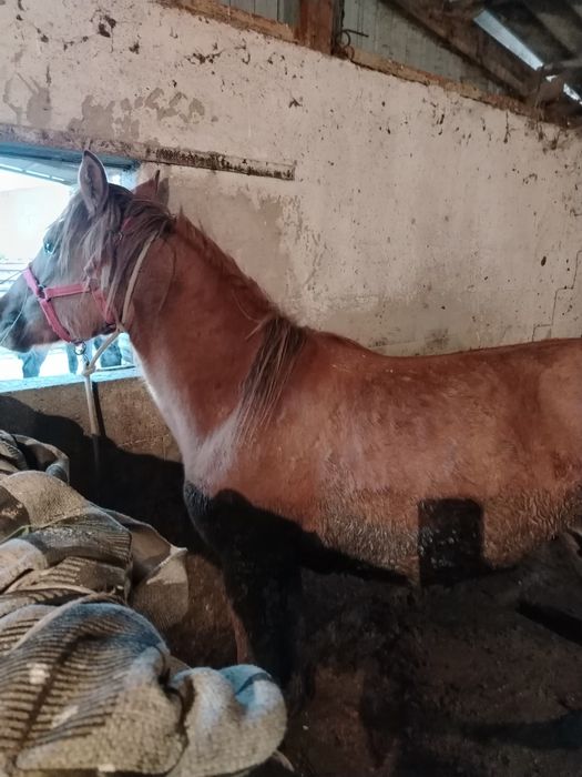 жылкы лошадь семыз