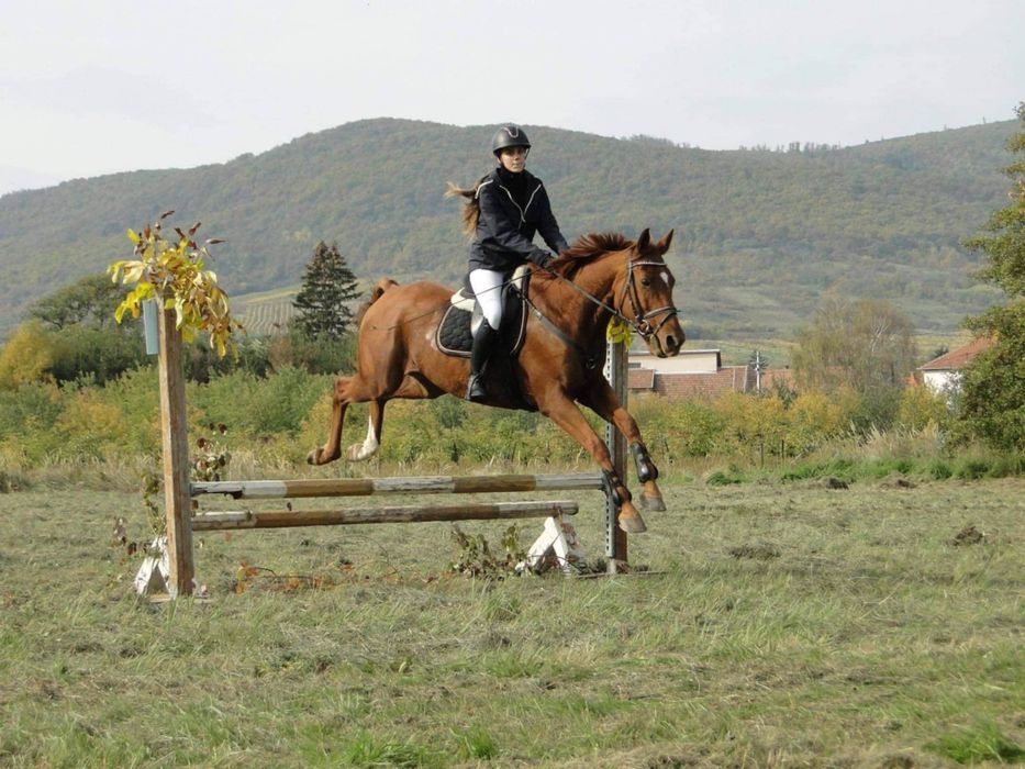 Cal cuminte de vânzare.