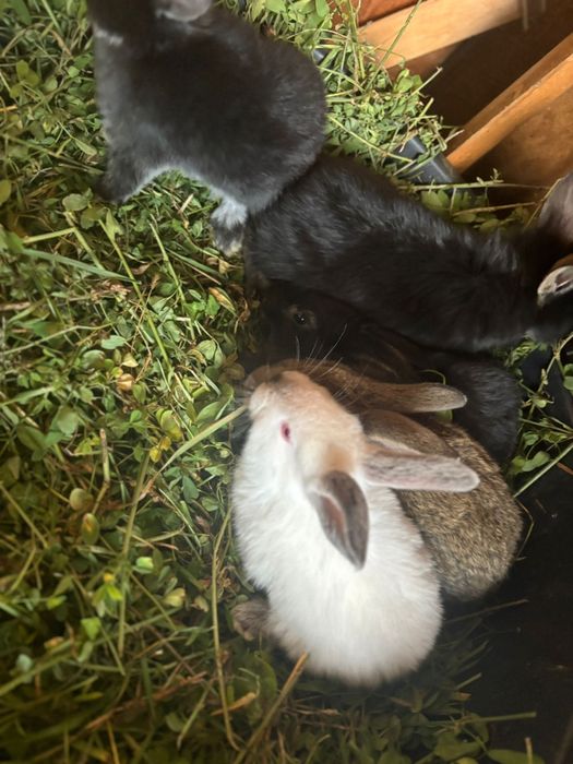 De vanzare 5 pui de iepuri