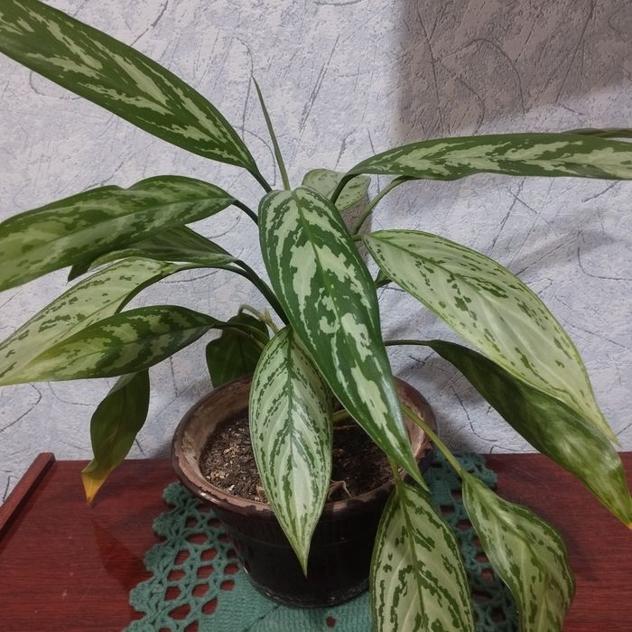 Комнатные цветы .