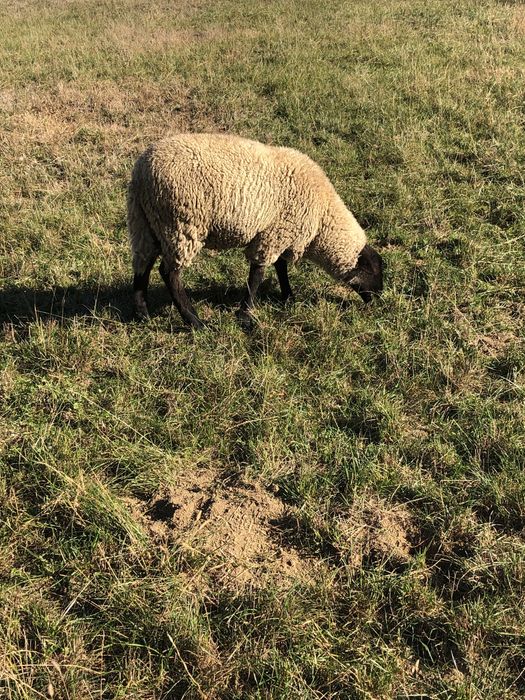 De vânzare doi berbeci suffolk tineri .