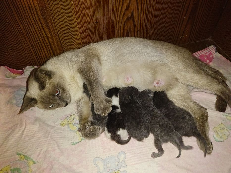 Сиамский мысыктын балдары