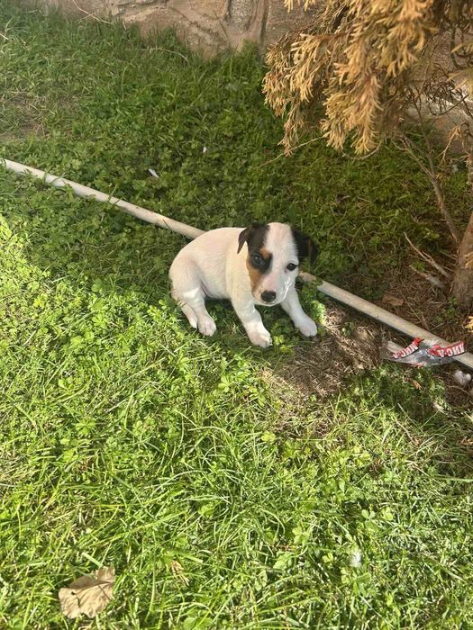 Джак ръсел териери