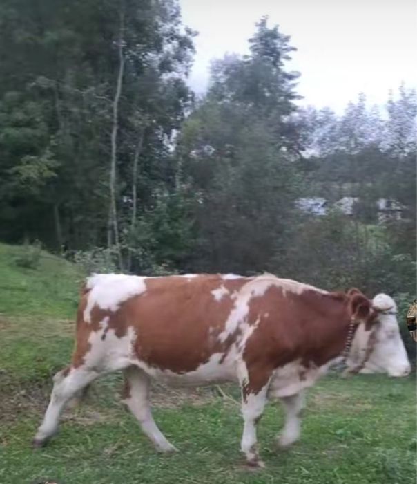 Vand juninca de un an jumatate