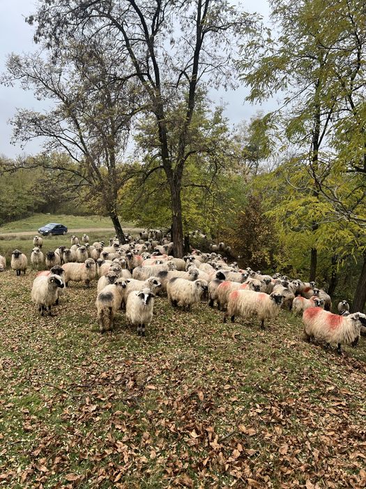 Vând oi reforme grase