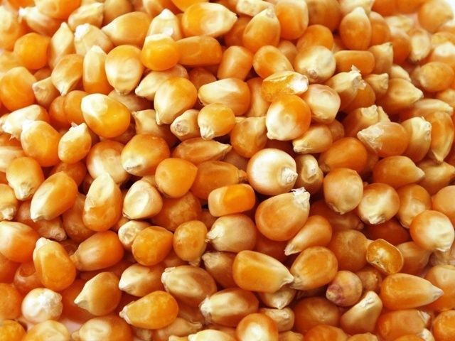 Porumb boabe de vanzare