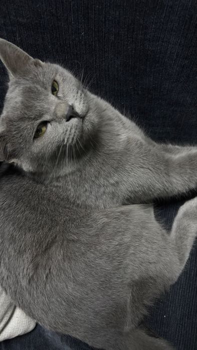 Britanskiy skocht erke