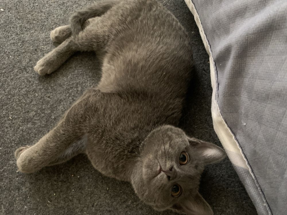 потерял котенек Русская голубая (Голубой Ошейник)