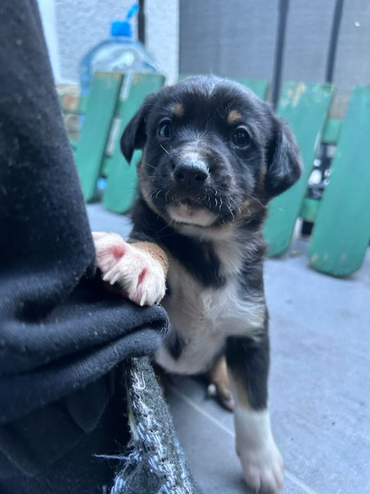 Spre Adoptie, 3 puiuti frumosi