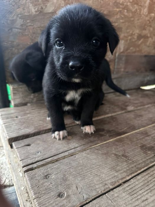 Ofer spre adopție cățeluși