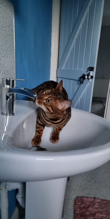 Продам бенгальскую кошку