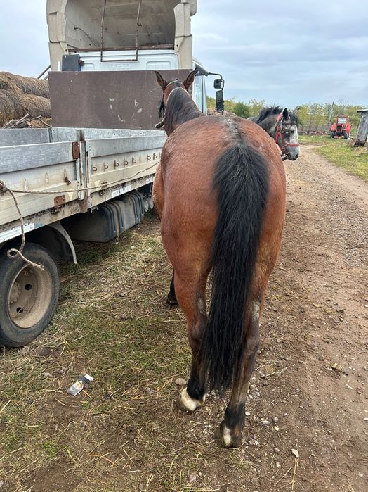 Vând iapă și cal sau schimb cu vitei