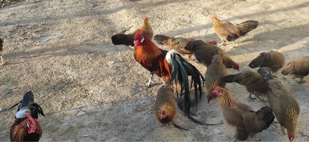 Куры феникс только куры