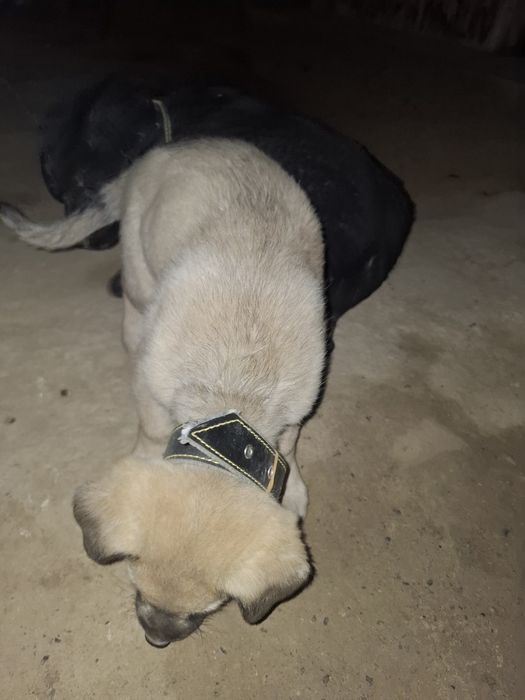 Отдам срочно щенят в хорошие руки