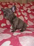 Vand pui bulldog francez blue și buldog francez negru