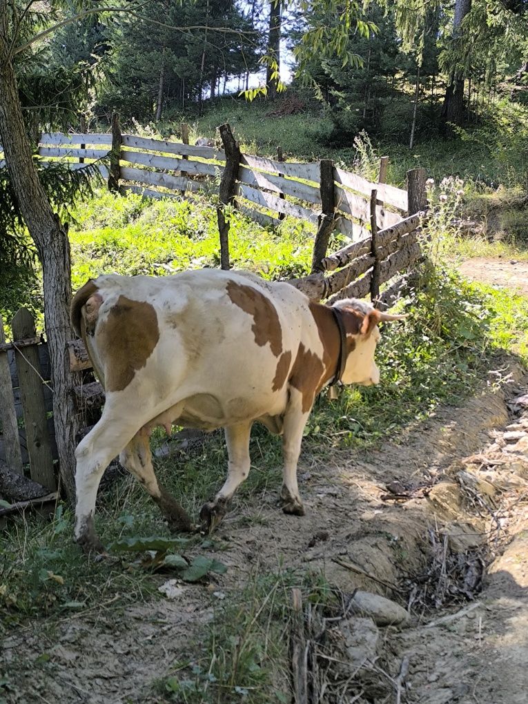 Junca la prima fatare