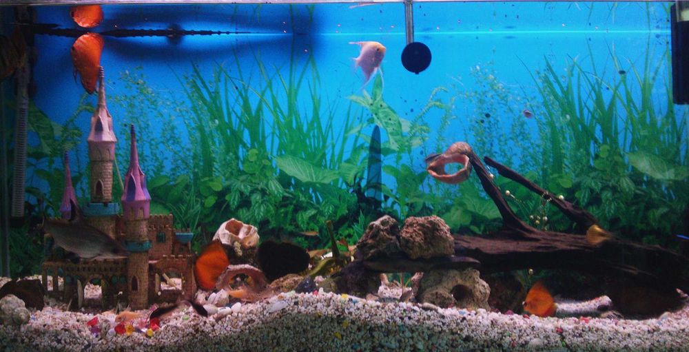 Продавам празен аквариум БЕЗ ТЕЧОВЕ  в перфектно състояние