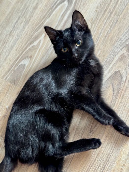 Котенок девочка черная