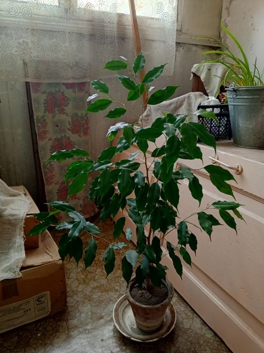 Фикус Бенджамин, Цветок, Комнатное растение