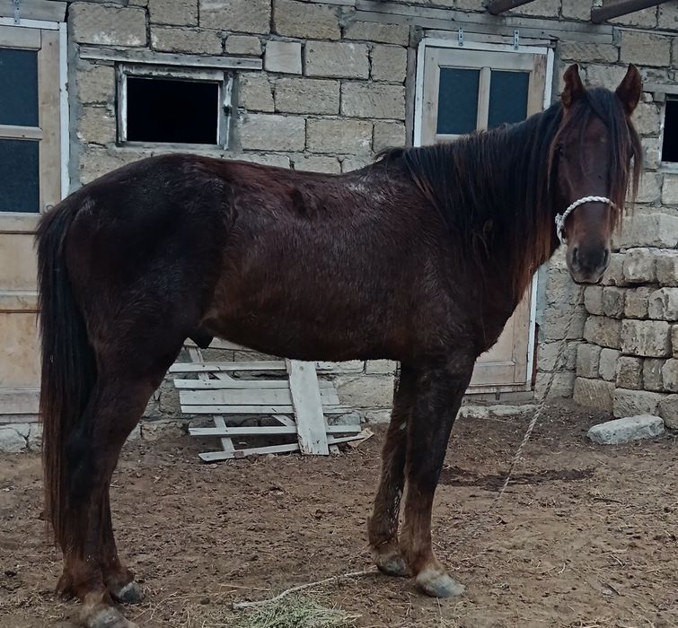 Дөнен айғыр сатылады. Жуас мінгі