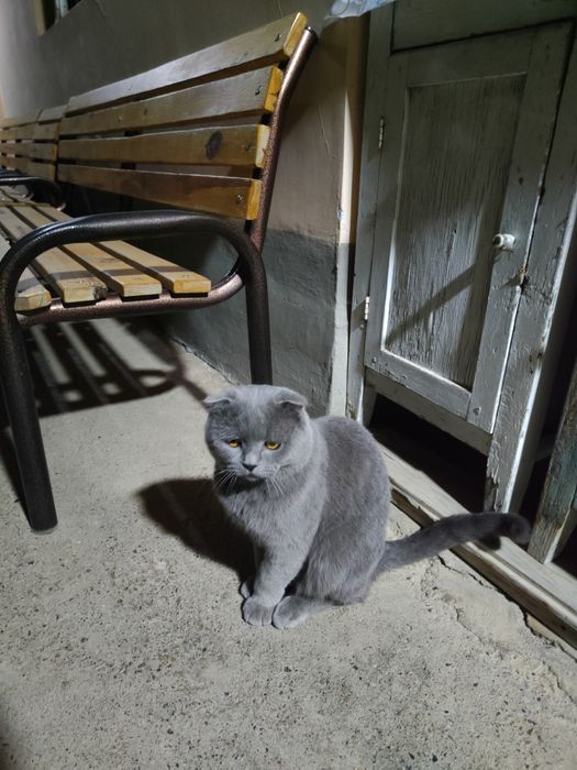 Скоттиш фолд и страйт мальчик
