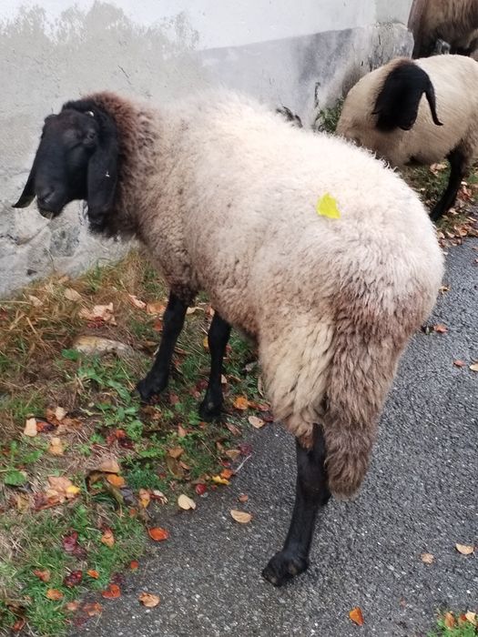 Vând Berbec Cărăbaș sârbesc