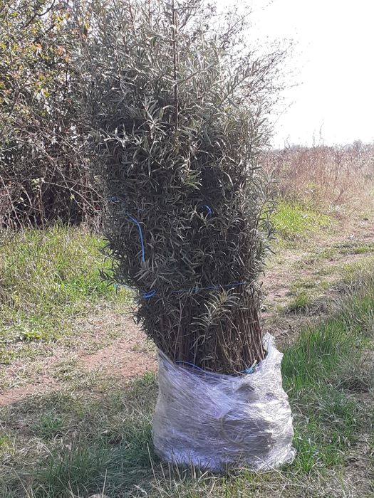 Vând butasi de catina