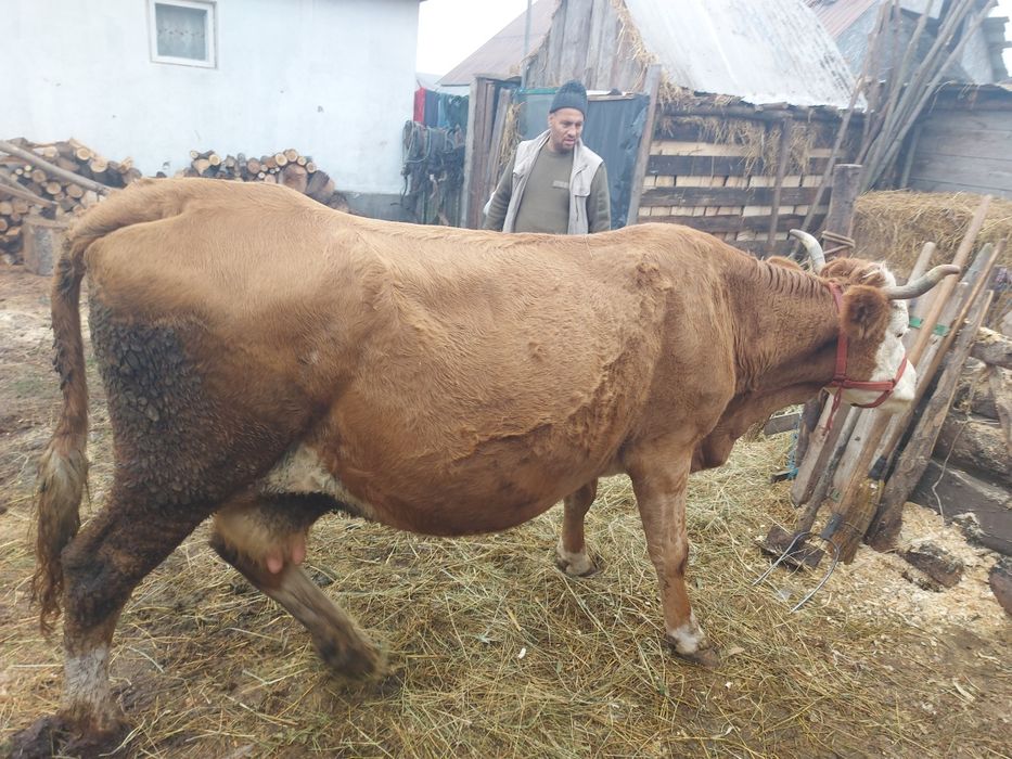 Vând vaca baltata romaneasca