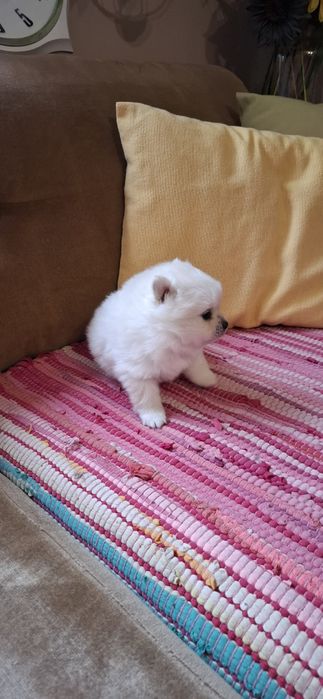 Мини Померанчета