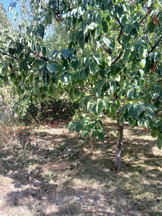 Продава се Къща в с. Мали Върбовник, Област Кюстендил - 104 кв.м за 294 €/кв.м - Снимка #7