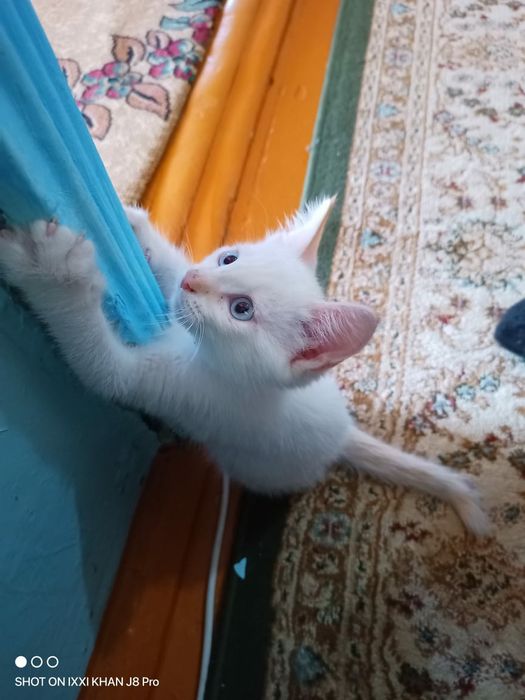 Беленький котенок  мальчик 2.5 месяца